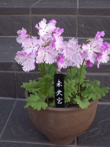 DSCF6237