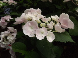 DSCF2043