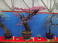 DSCF0268