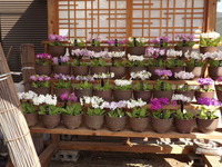 DSCF8035
