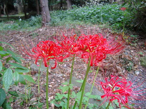 DSCF1090