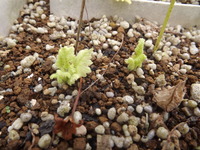 DSCF6501