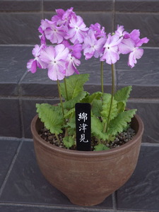 DSCF6240