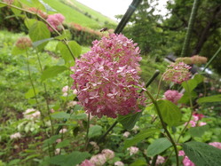 DSCF2048