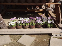 DSCF8036