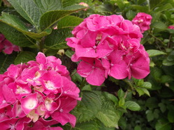DSCF2067
