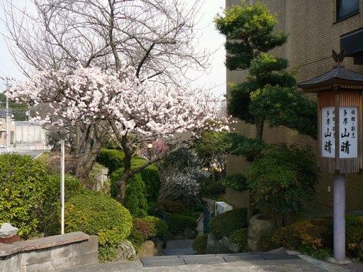 玄関の梅11年
