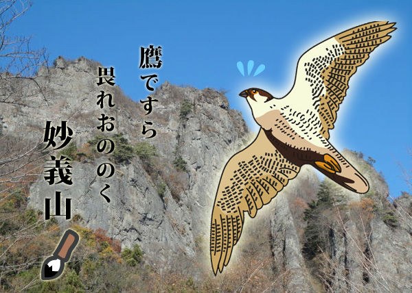 鷹写真