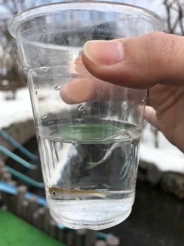 稚魚