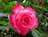 rose0
