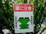 frog