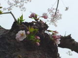 sakura