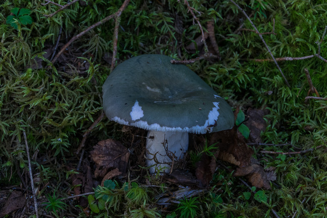 IMGP6281
