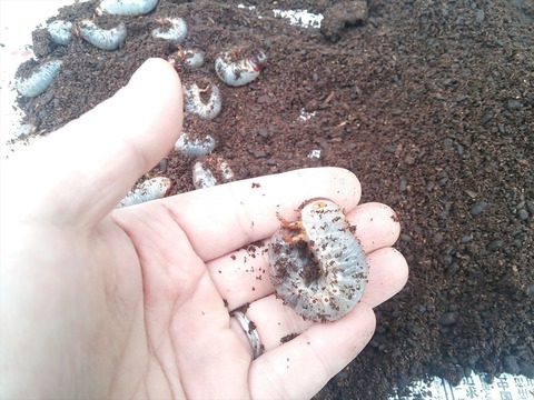 カブト幼虫3
