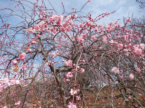 DSCN2118