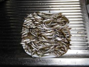 ワカサギ