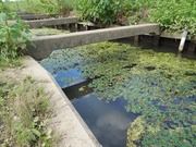菱の水路