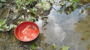 タナゴ釣り