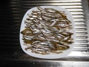 ワカサギ