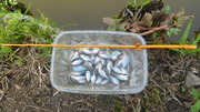 バラタナゴ釣り