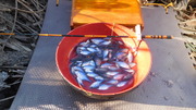 タナゴ釣り
