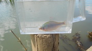 タナゴ釣り