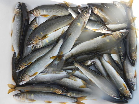 鮎釣り仕掛け ナガシガリ仕掛け（待ちガリ仕掛け） 狐型又は矢島