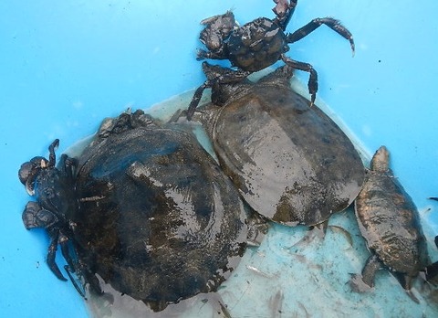 内緒でスッポン増やしています。自然の川です。 : 愛知三河の鮎