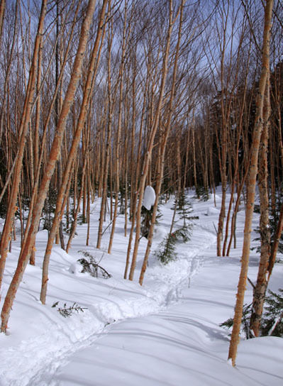 20150228higashitengu-025.jpg