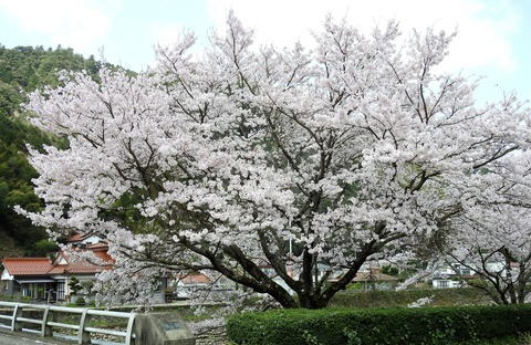 DSCN3413