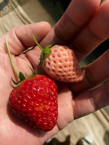 FullSizeRender