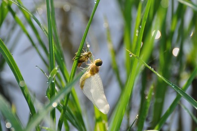 DSC_0219 羽化 6時52分10秒