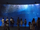 DSCF6394-1