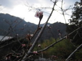 この桜って・・・。
