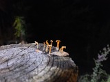 DSCF0536-1