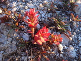 GGL22 red plant