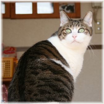 何が見えるの?
