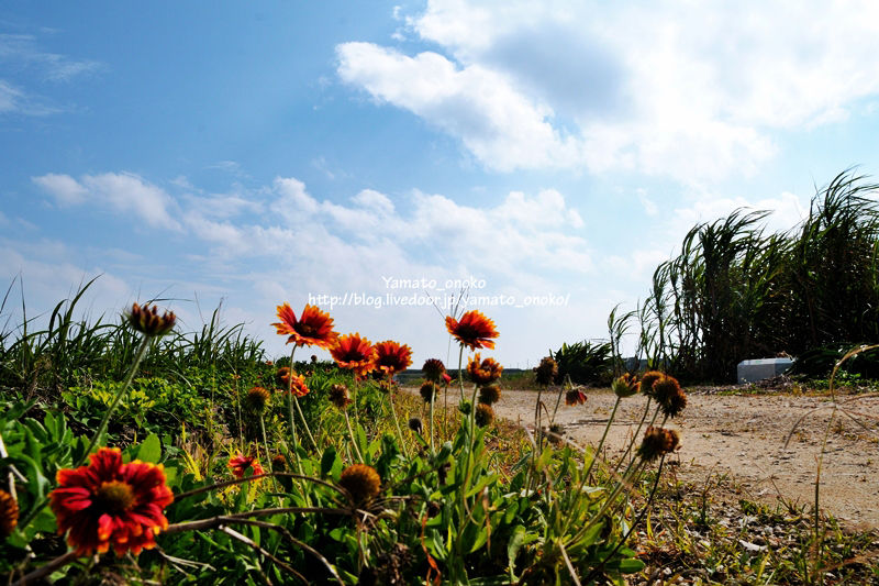 hate-doro2