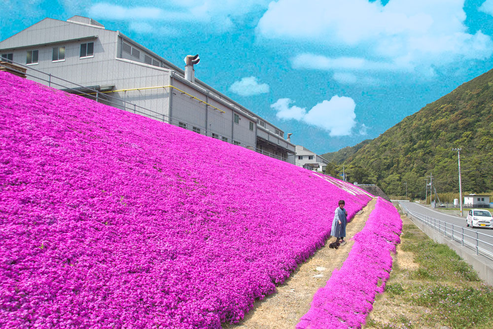 驚きの芝桜！！ : 土佐のいごっそう、やまとおのこ