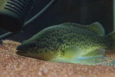 IMGP2645