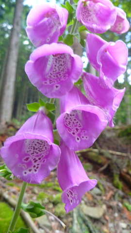 P1530592