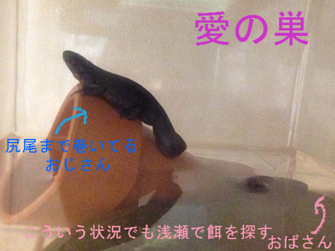 BlogPaint