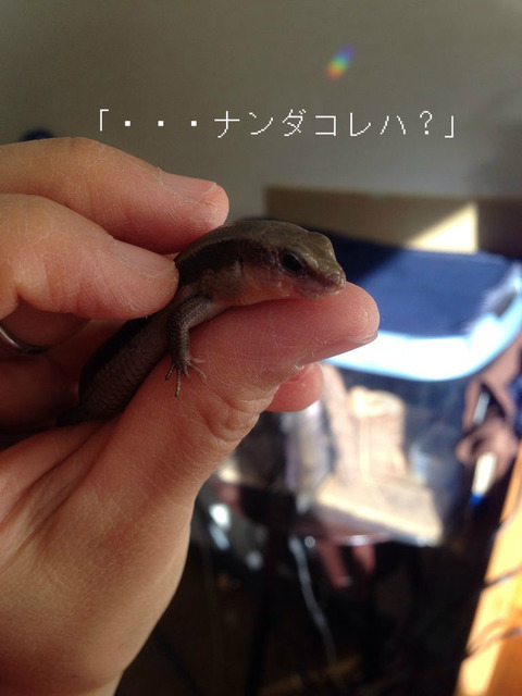 BlogPaint