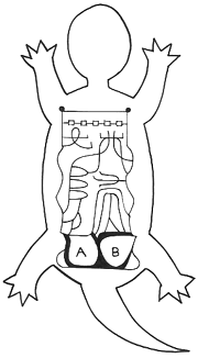 jyufu