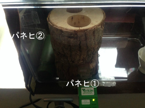 BlogPaint