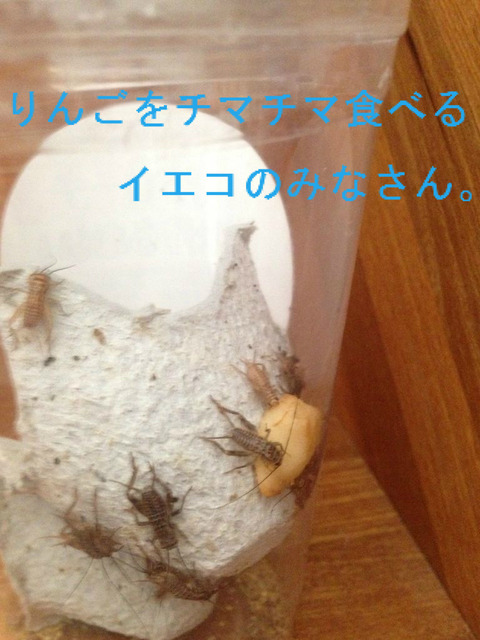 BlogPaint