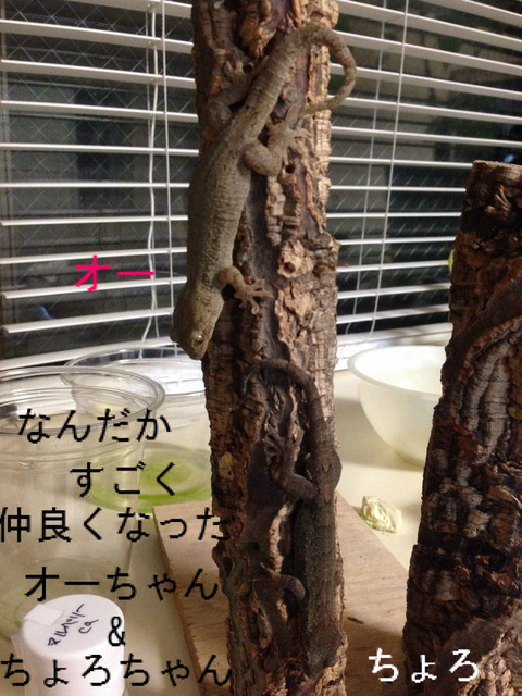 BlogPaint