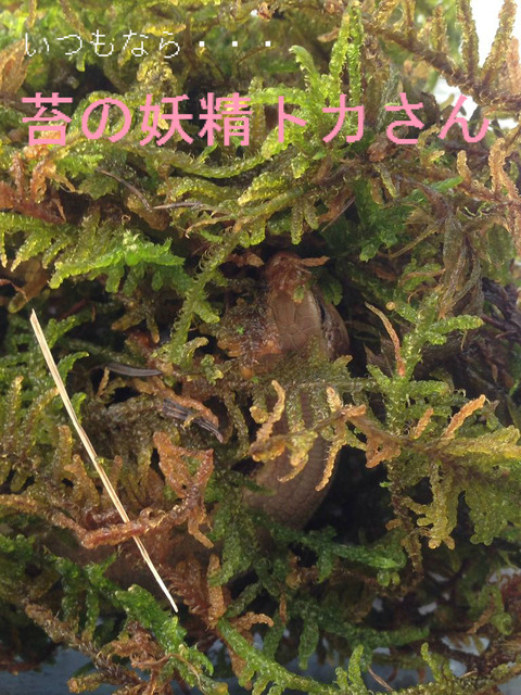 BlogPaint