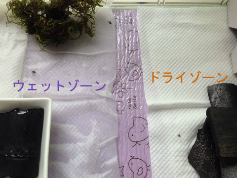 BlogPaint