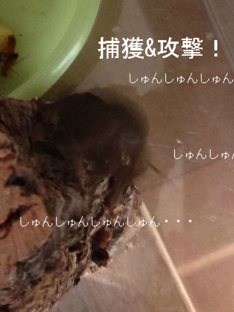 BlogPaint